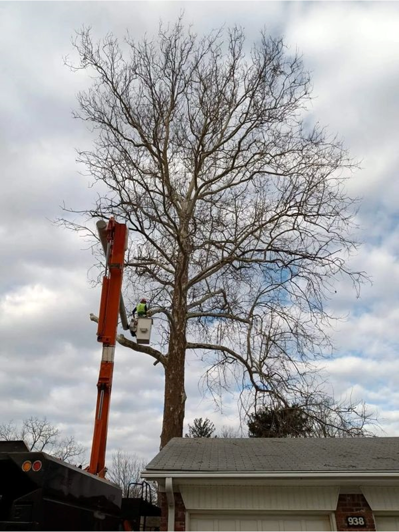 Broken Oak Tree Services
